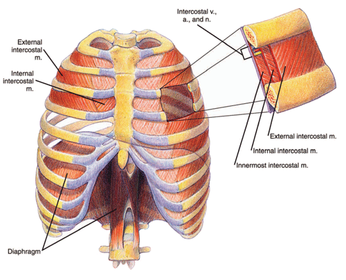 Chest cavity and diaphragm