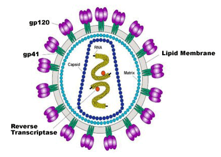 The HIV-1 Virus